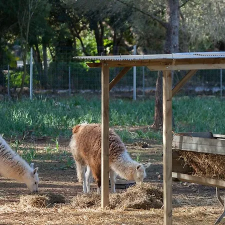 Llamas * Pollença