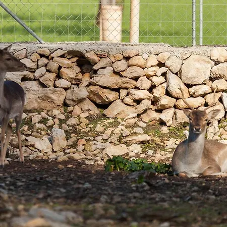 Llamas Villa Pollença