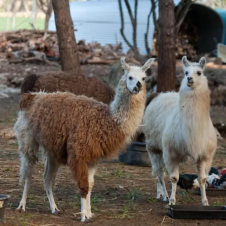 Llamas Villa Pollença
